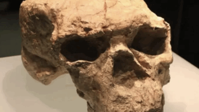 Kafatası, evrim, sahtekarlık