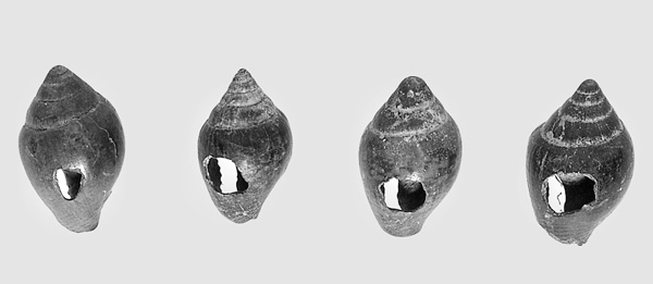 Evrimci Tarih Anlayışını Yıkan Ohalo 2