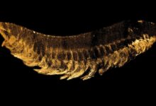 Evrim Teorisinin Yeni Reklam Yüzü: Kylinxia Zhangi