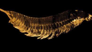 Evrim Teorisinin Yeni Reklam Yüzü: Kylinxia Zhangi