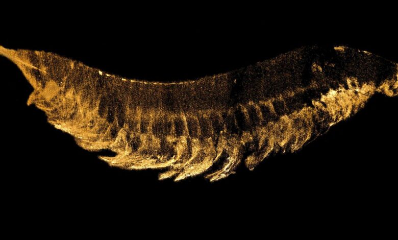 Evrim Teorisinin Yeni Reklam Yüzü: Kylinxia Zhangi