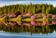 Evrimcileri Çaresiz Bırakan Yaratılış Delili: SİMETRİ