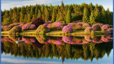 Evrimcileri Çaresiz Bırakan Yaratılış Delili: SİMETRİ