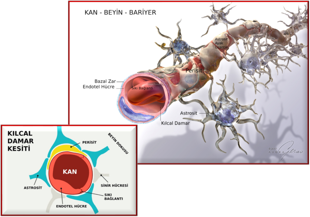 KAN BEYİN BARİYERİ