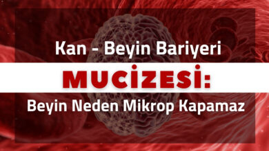 Kan - Beyin Bariyeri Mucizesi: Beyin Neden Mikrop Kapamaz