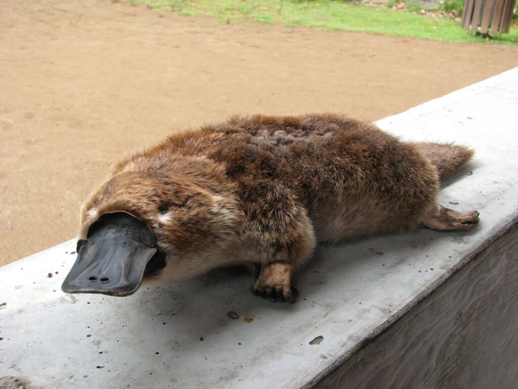 ornitorenk
