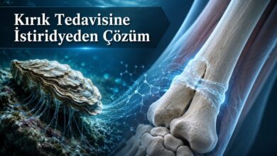 Kırık Tedavisine İstiridyeden Çözüm